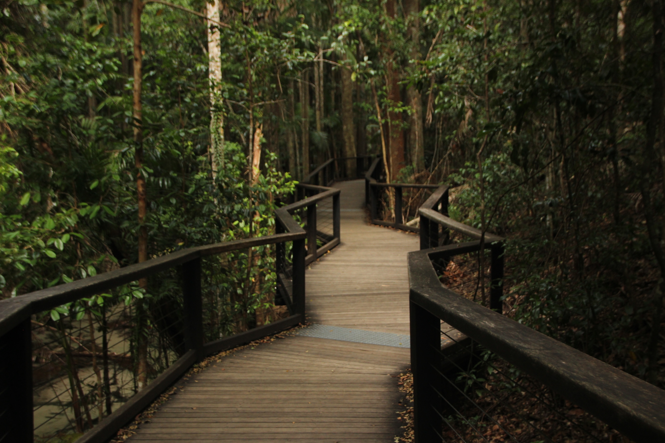 Wooden pathway winding through a dense, lush forest with green foliage and tall trees on both sides, creating a peaceful natural setting.