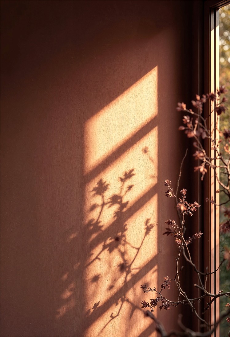 Sunlight casts window grid shadows and delicate plant silhouettes on a warm, brown wall.